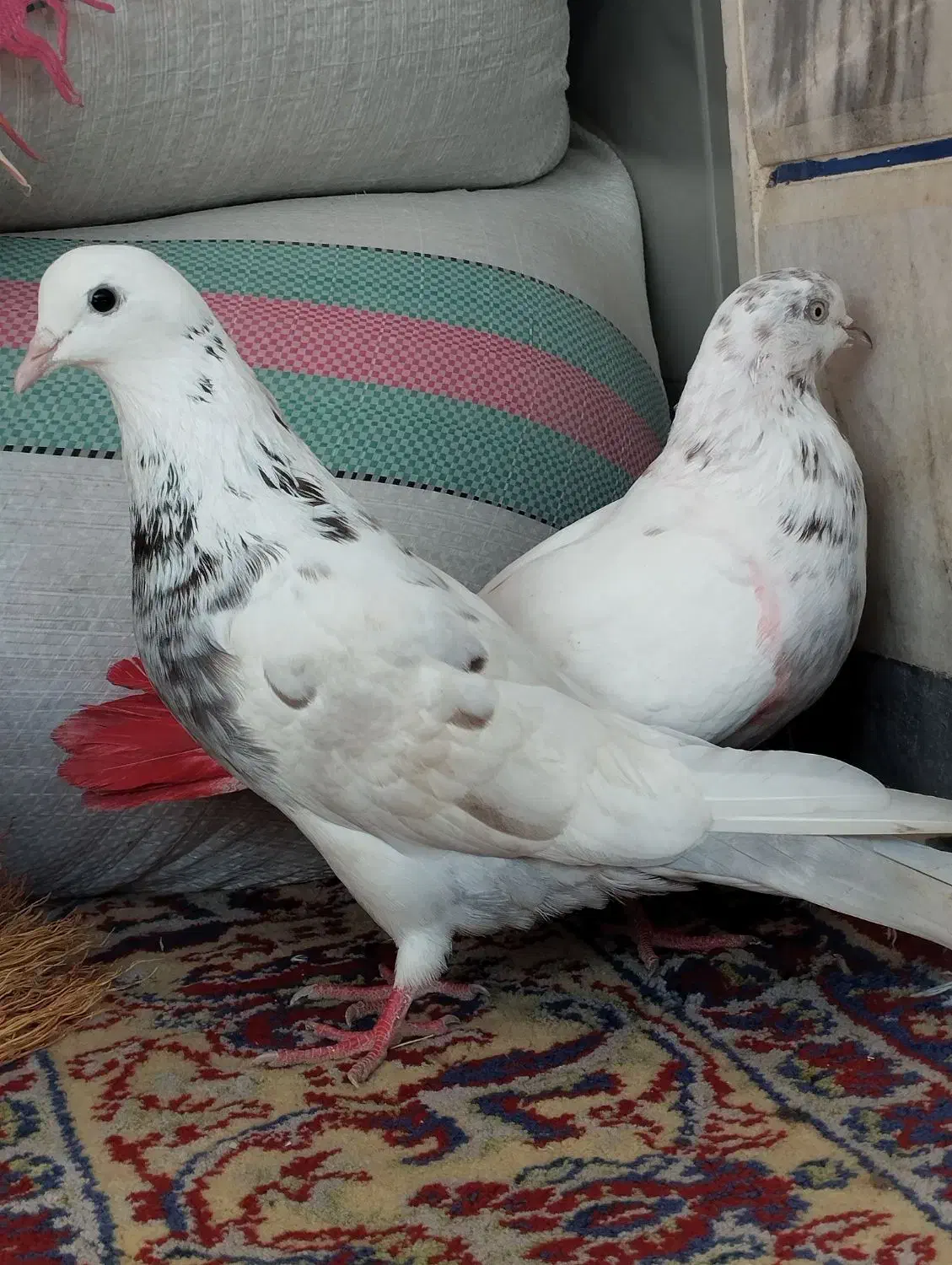 کبوتر کله دم|پرنده|خان ببین, |دیوار