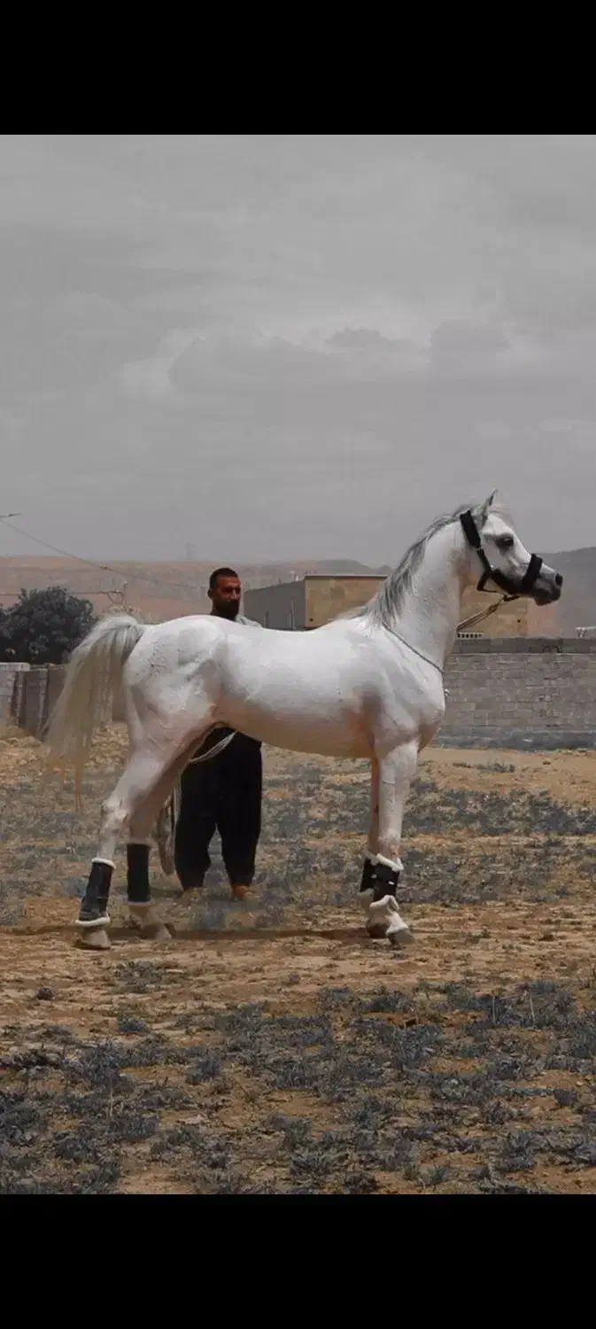 اسب عرب مصری|اسب و تجهیزات اسبسواری|اراک, |دیوار