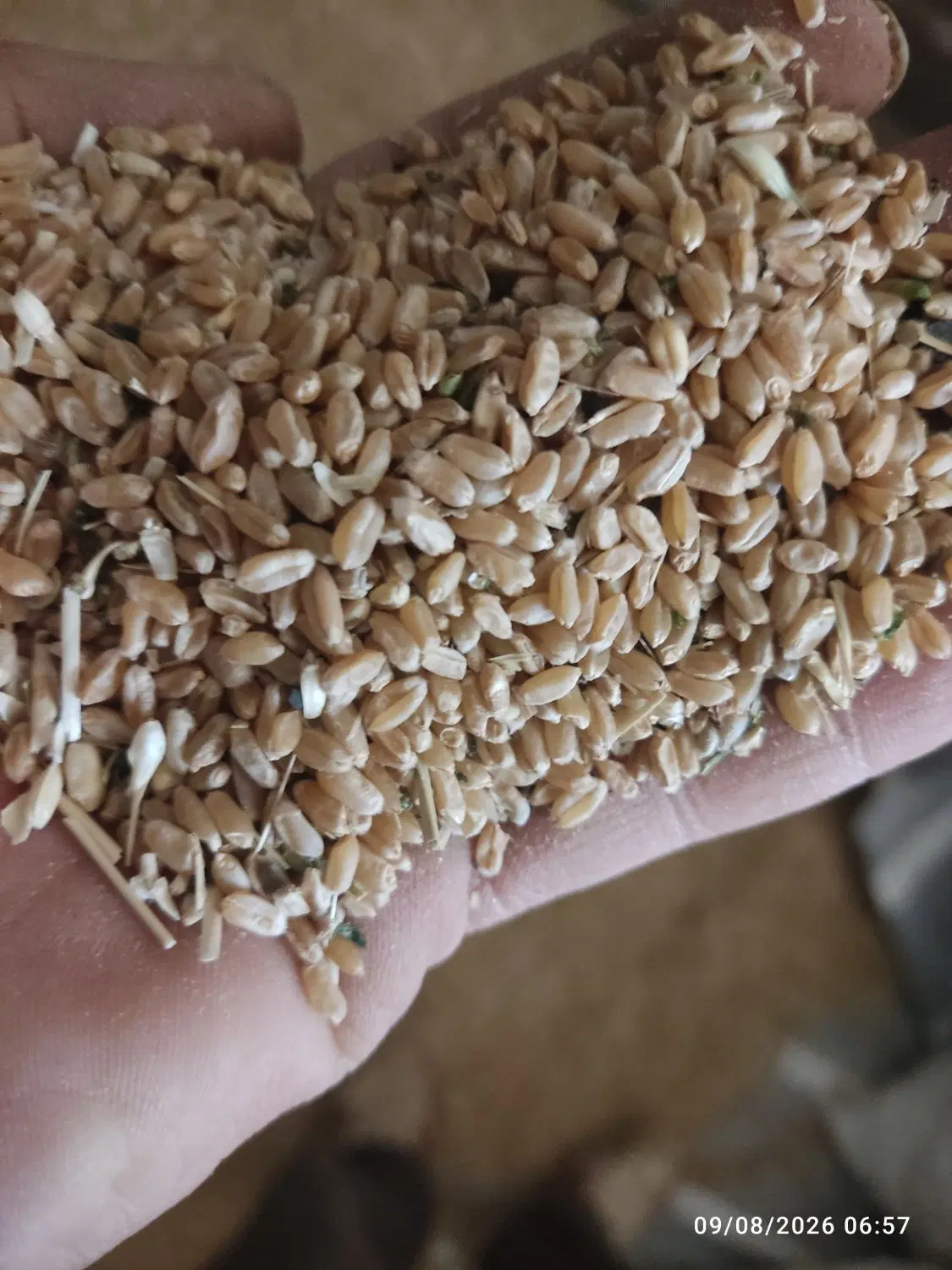 گندم جو|لوازم جانبی حیوانات|داران, |دیوار
