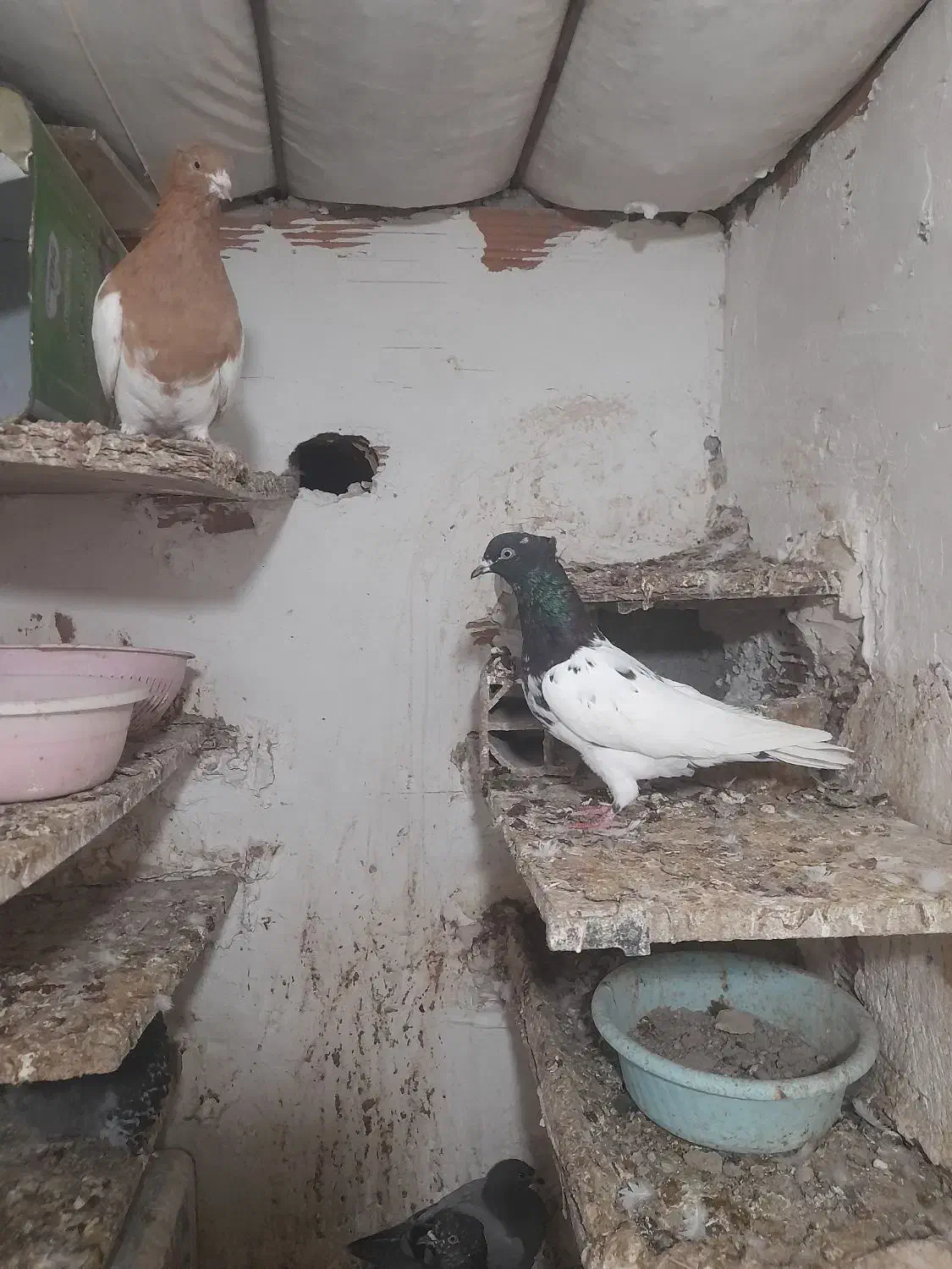 کفتر سینه کله سیاه همه جفتی|پرنده|شیروان (خراسان), |دیوار