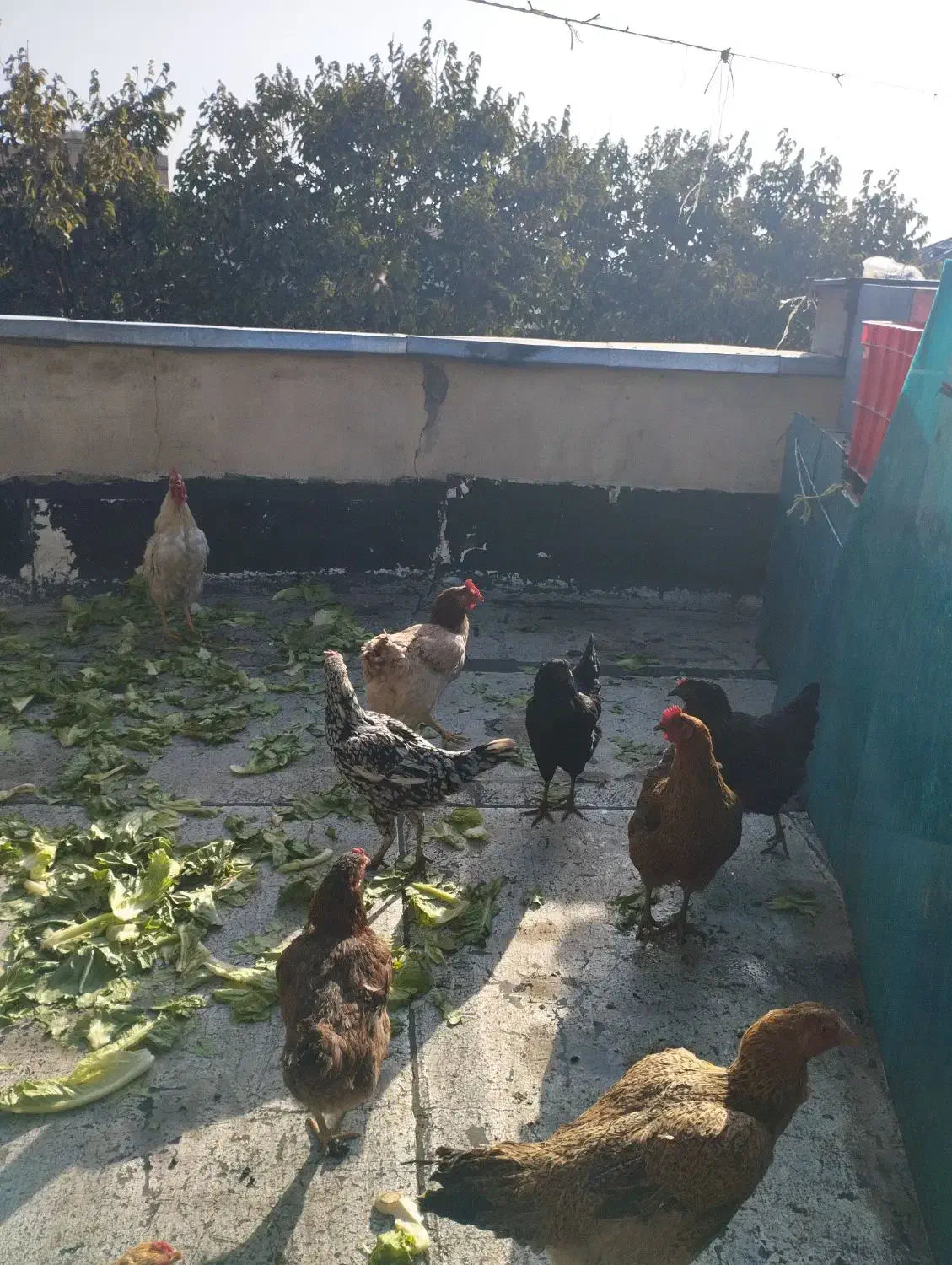 مرغ و خروس فروشی|حیوانات مزرعه|تهران, بازار|دیوار