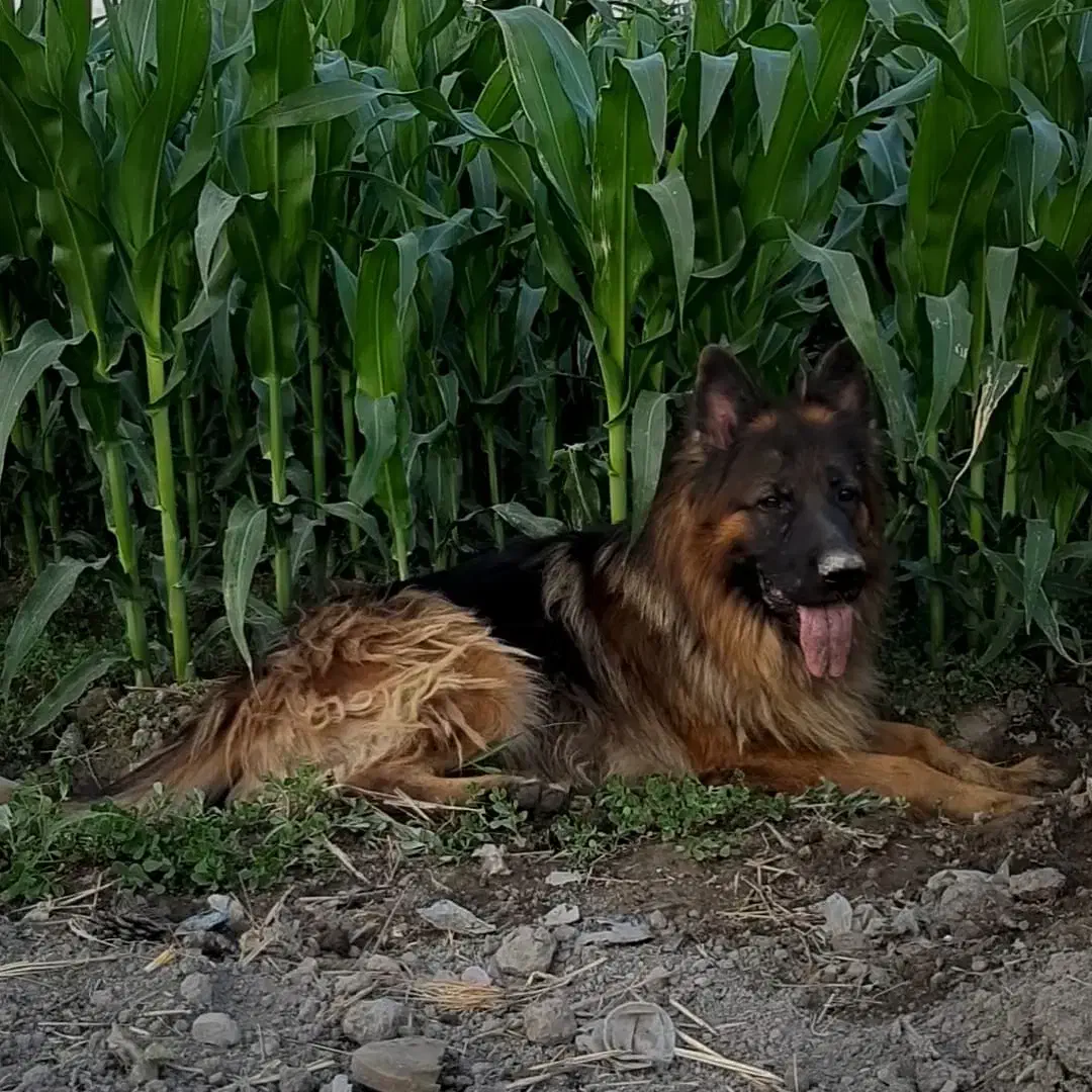 سگ  ماده ژرمن جرمن شیپرد شپرد|سگ|پاکدشت, پاکدشت (مامازند)|دیوار