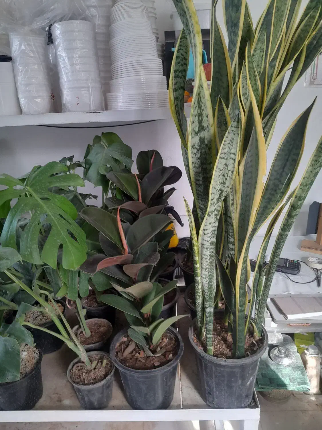 بار جدید گل های آپارتمانی به مناسبت روز مادر|گل و گیاه طبیعی|بیرجند, |دیوار