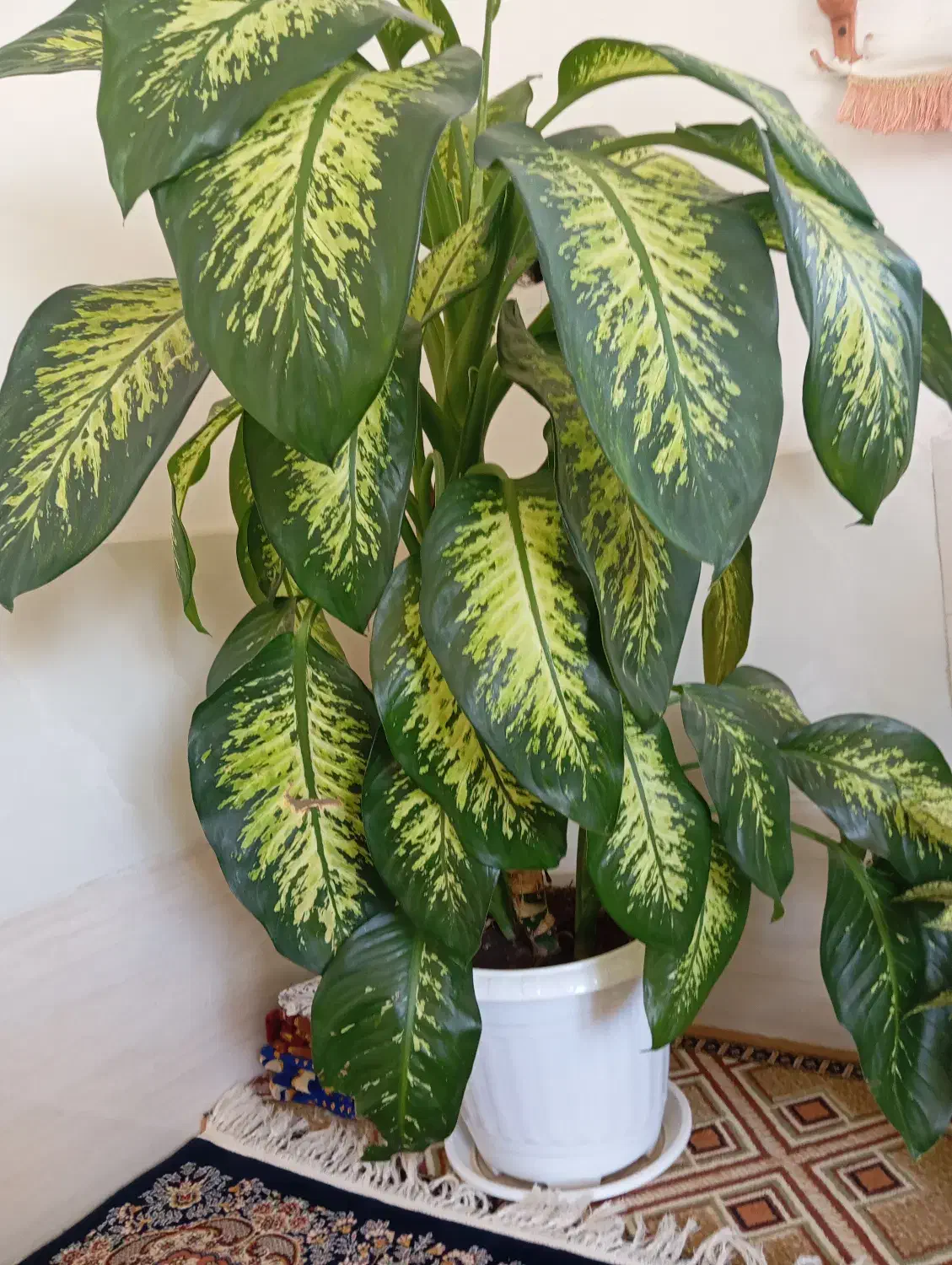 گل زیبا و بزرگ|گل و گیاه طبیعی|بانه, |دیوار