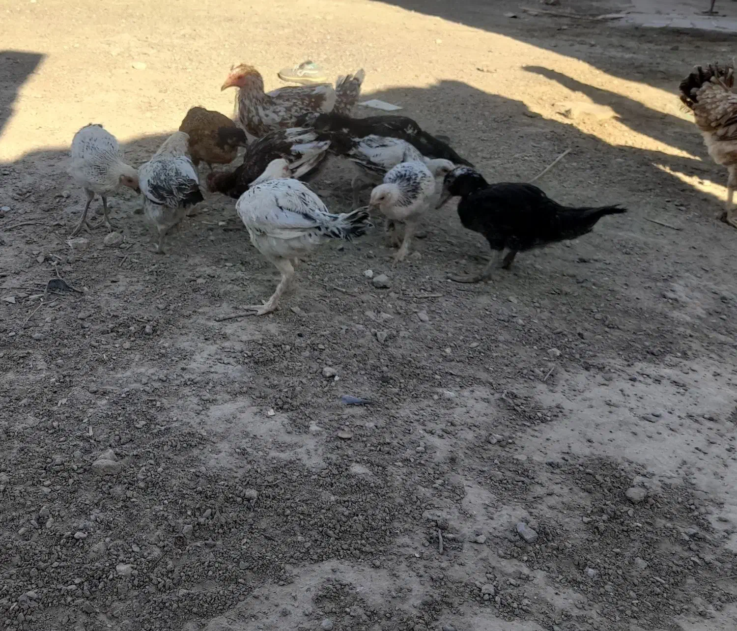 جوجه محلی|حیوانات مزرعه|خمک, |دیوار