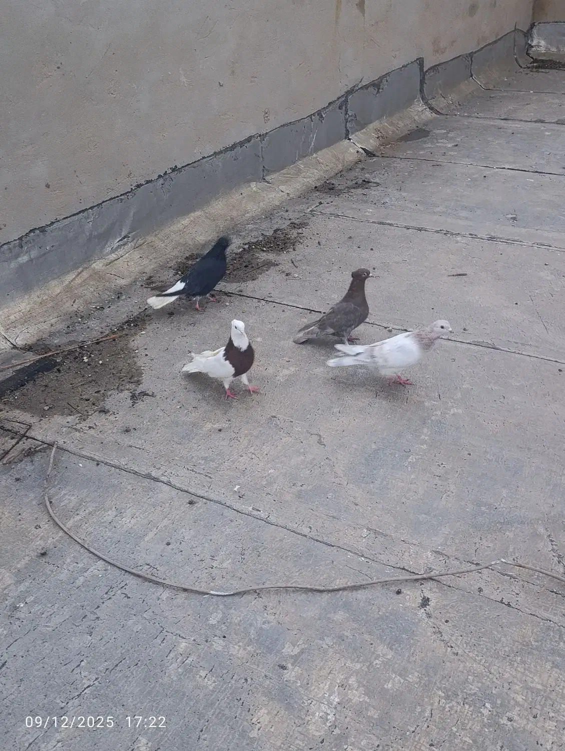 پرنده کبوتر دوری سفت سفت|پرنده|اهواز, کوی سعدی|دیوار