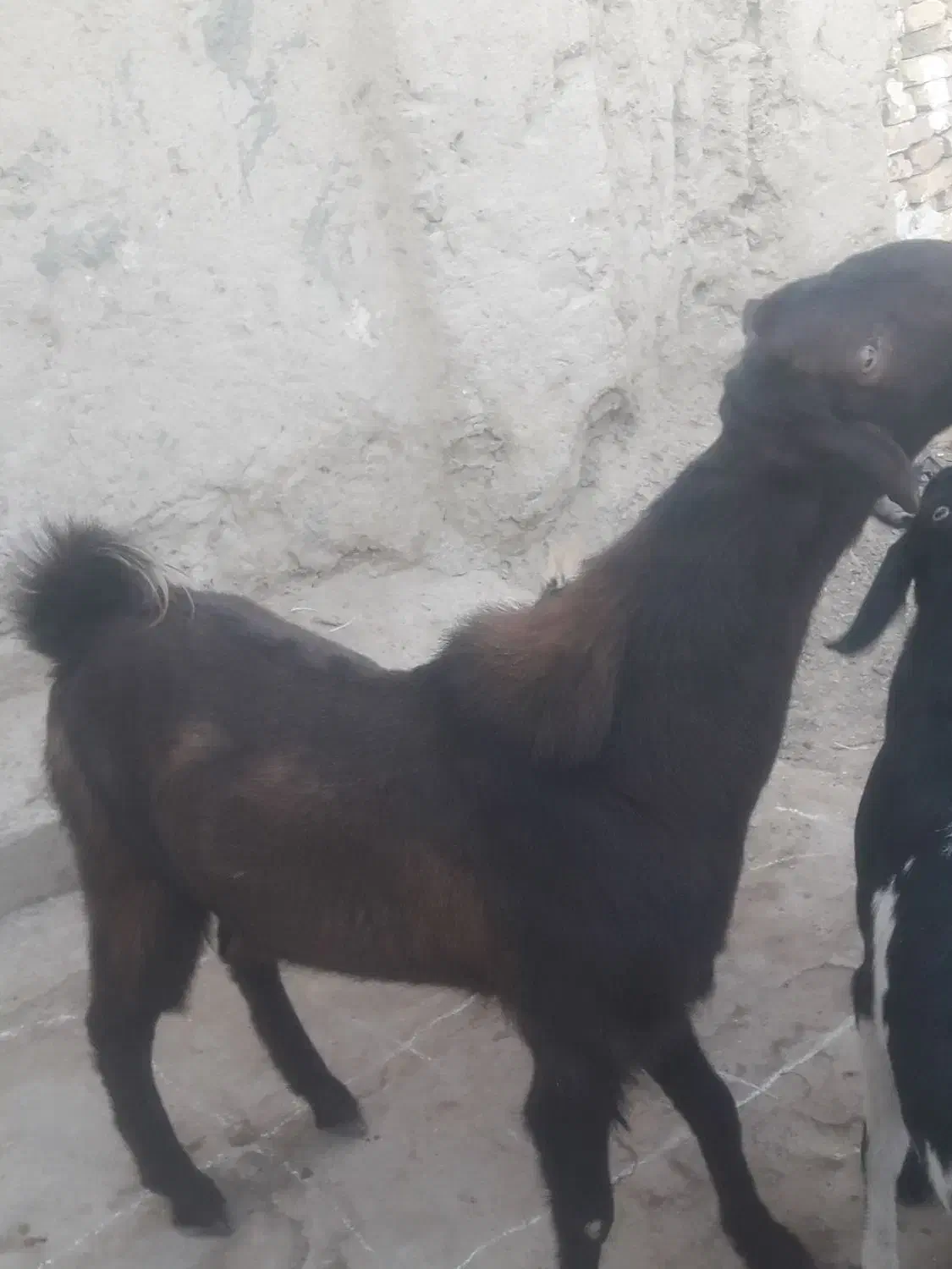 بزمری|حیوانات مزرعه|هامون, |دیوار