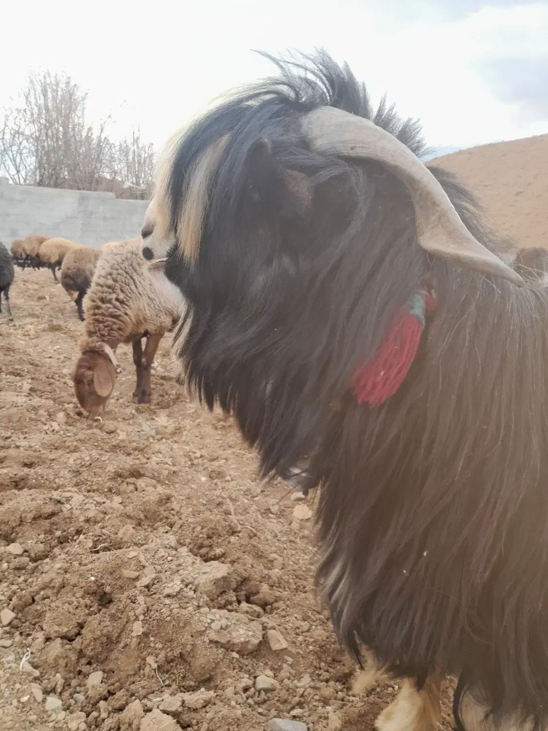 فروش چپش شهرکردی اصل|حیوانات مزرعه|چنارود, |دیوار