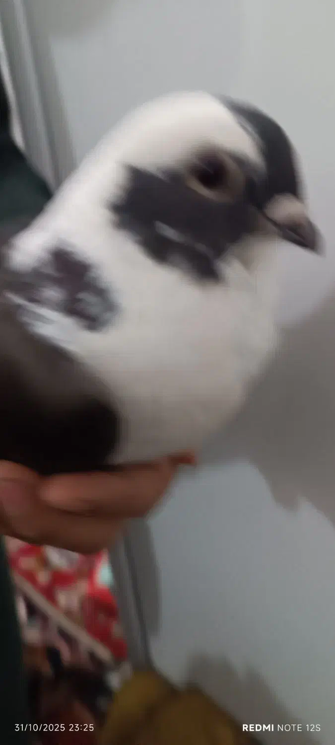 کبوترابلق|پرنده|اهواز, کوی رمضان|دیوار