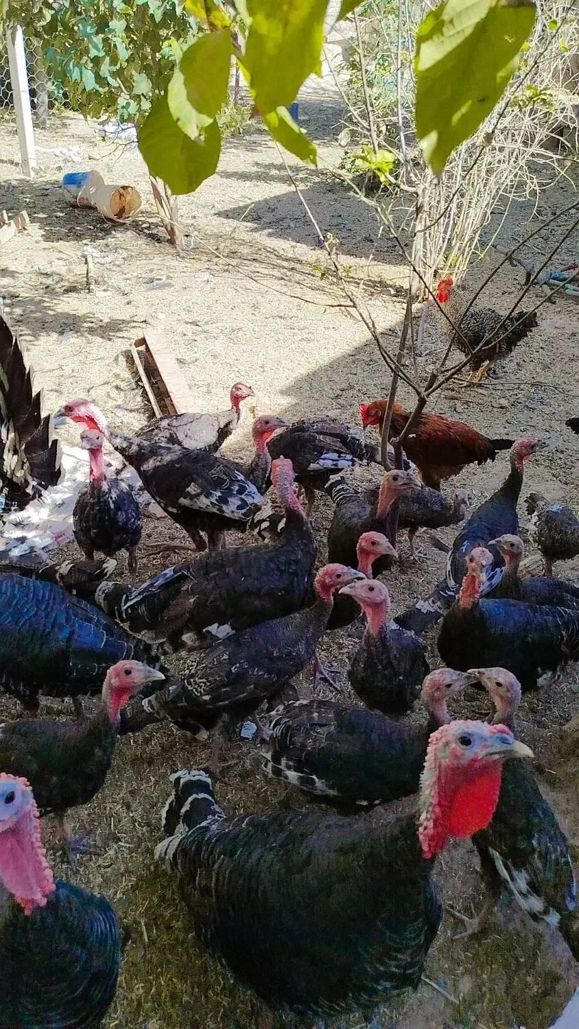 بغلمون نر و مادر و جوجه بغلمون|حیوانات مزرعه|اسحاق آباد, |دیوار