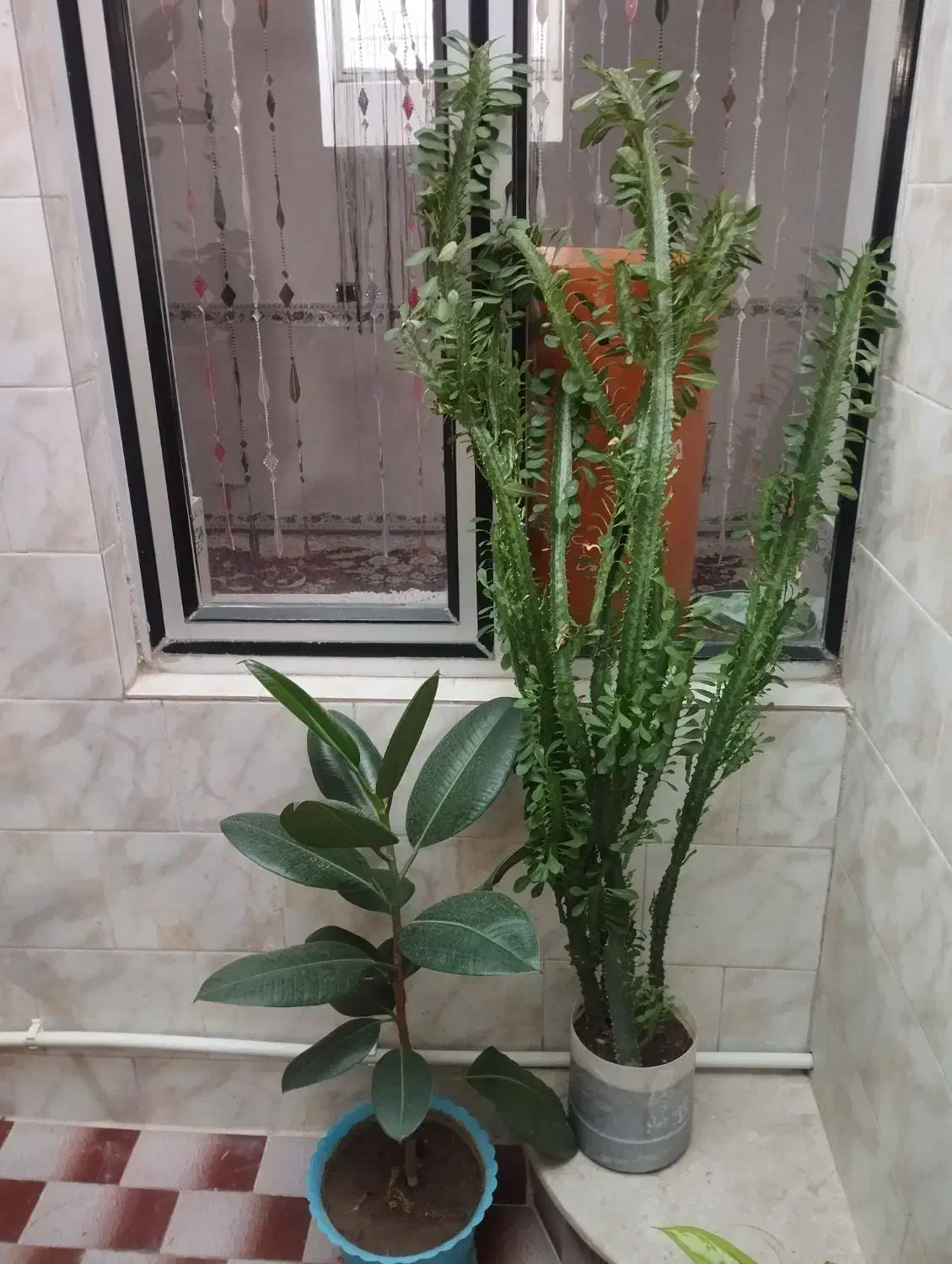 فروش گل|گل و گیاه طبیعی|بیستون, |دیوار