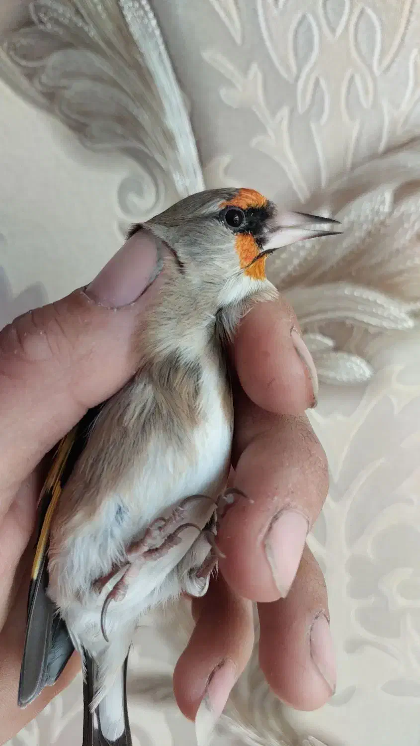 سهره|پرنده|ابریشم, |دیوار