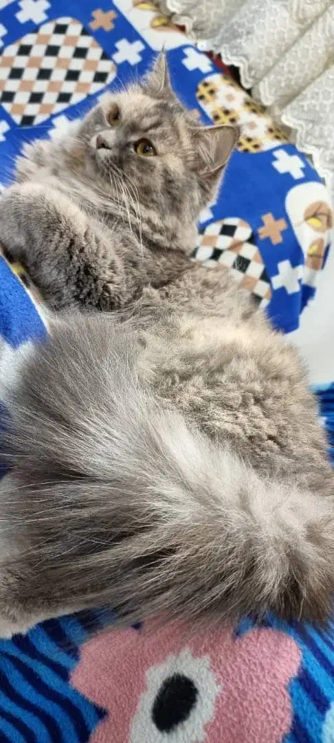 گربه ماده|گربه|رشت, گلزاران|دیوار