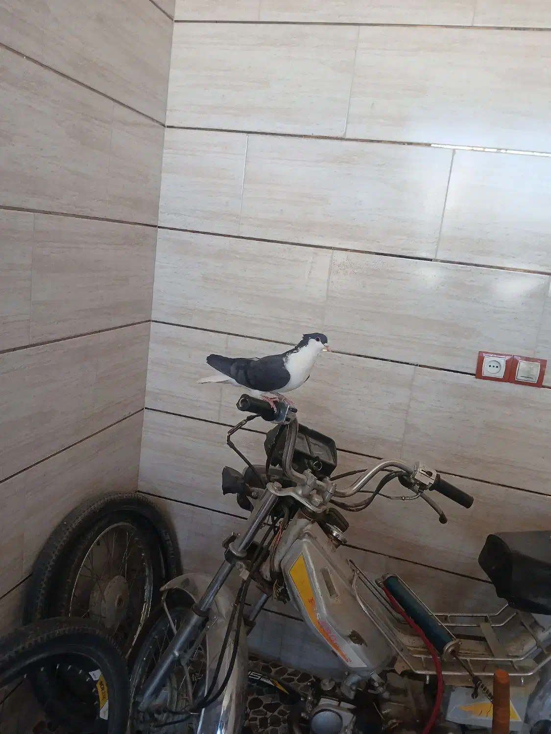 کفتر|پرنده|آباده, |دیوار