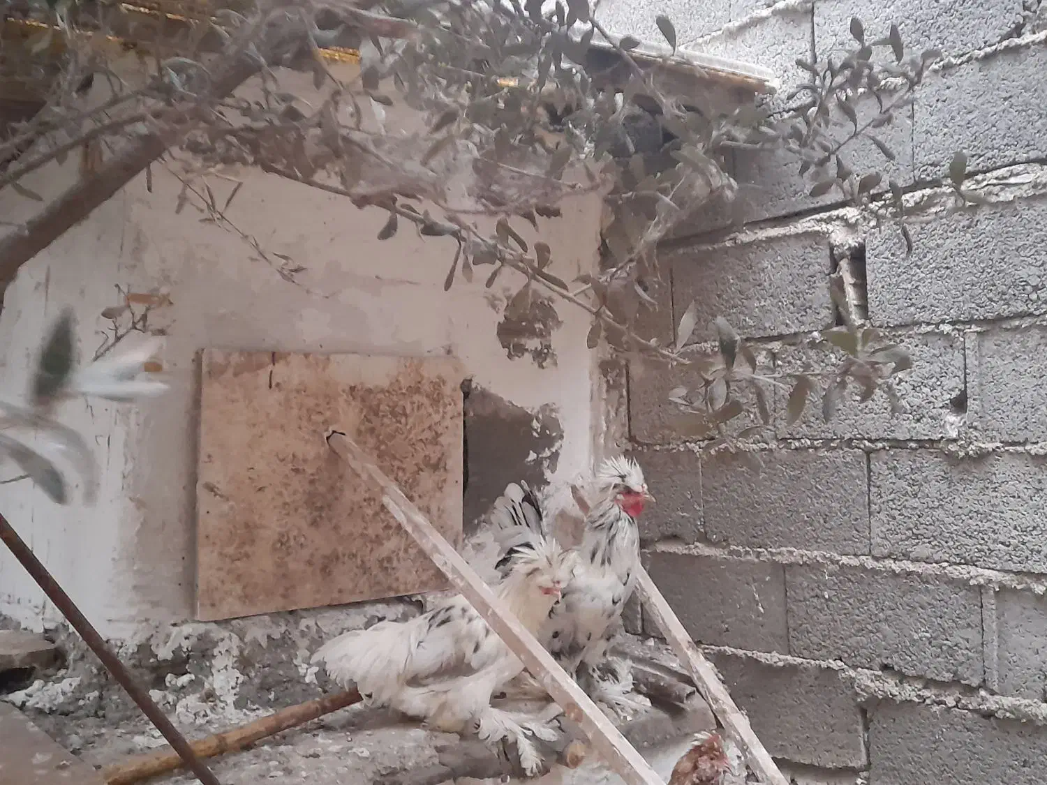 جفت مرغ و خروس کاکل پاپر|پرنده|منجیل, |دیوار