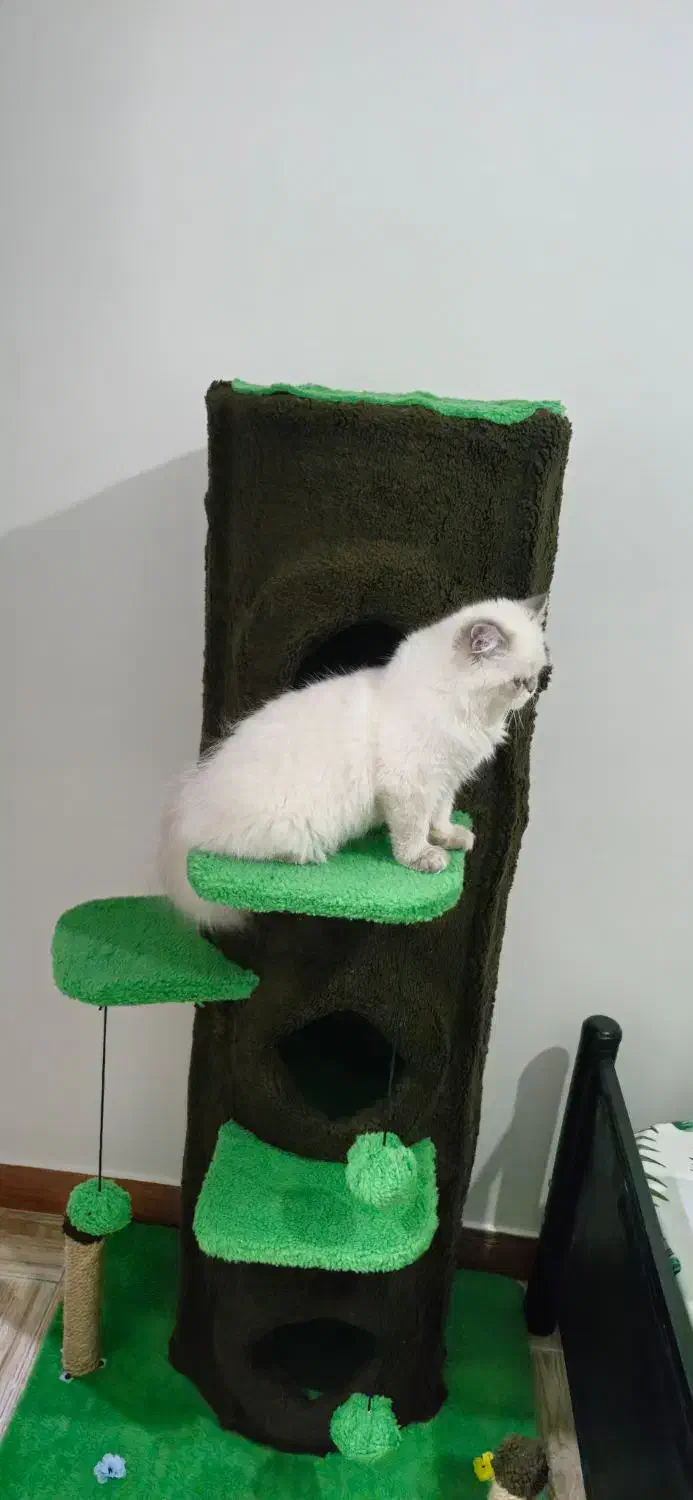 اسکرچر یا خانه گربه|لوازم جانبی حیوانات|محمدیه-قزوین, |دیوار