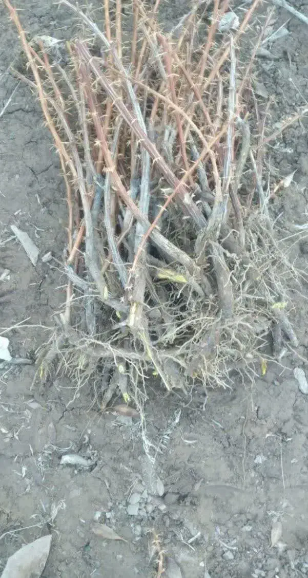 نهال زرشک پفکی|خدمات باغبانی و درختکاری|شازند, |دیوار