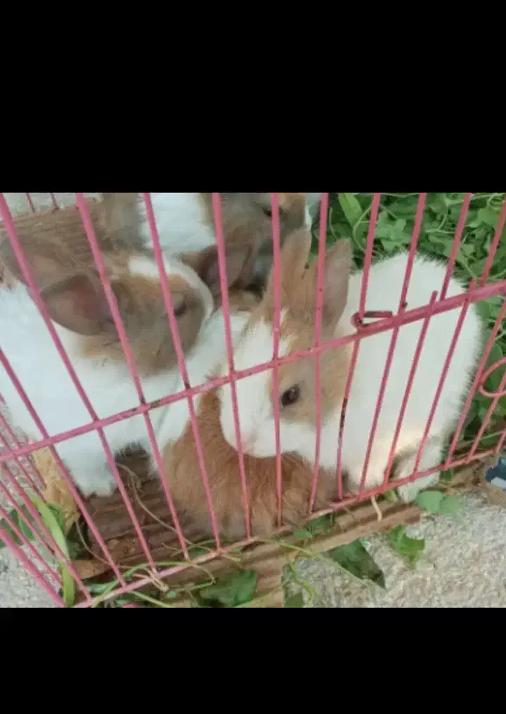 دوتا خرگوش دارم میخام بفروشم جا ندارم|موش و خرگوش|لامرد, |دیوار