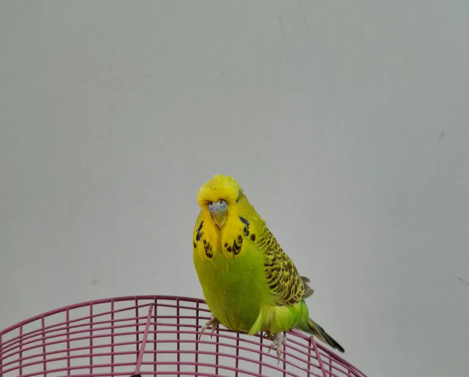 مرغ عشق انگلیسی گرید A|پرنده|اهر, |دیوار