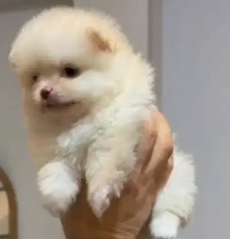 پامر زیبا|سگ|اندیشه, اندیشه فاز ۶|دیوار