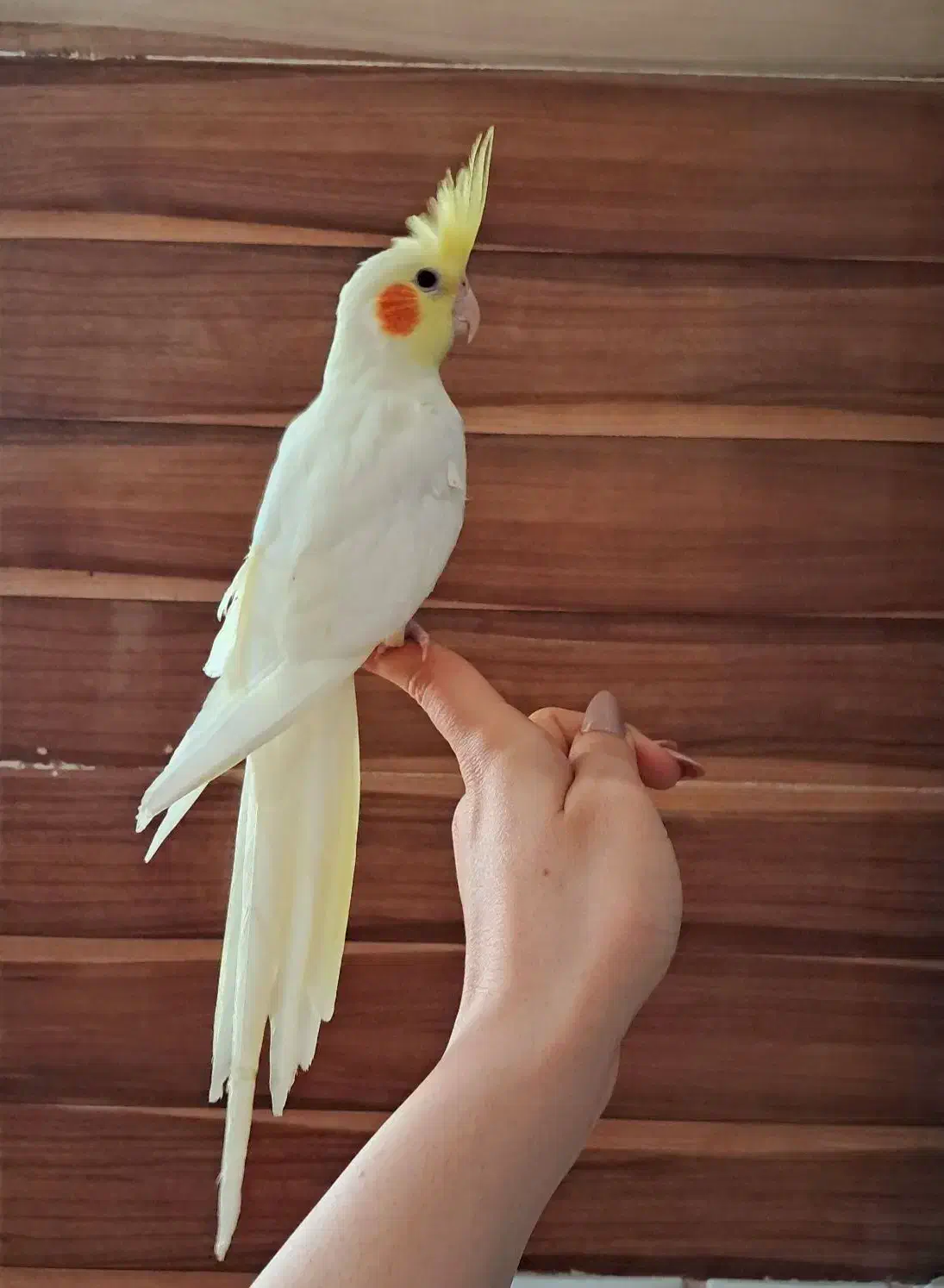 عروس هلندی تازه دونه خور لوتینو و عروسک فول رام|پرنده|شیراز, شهرک امام حسن|دیوار