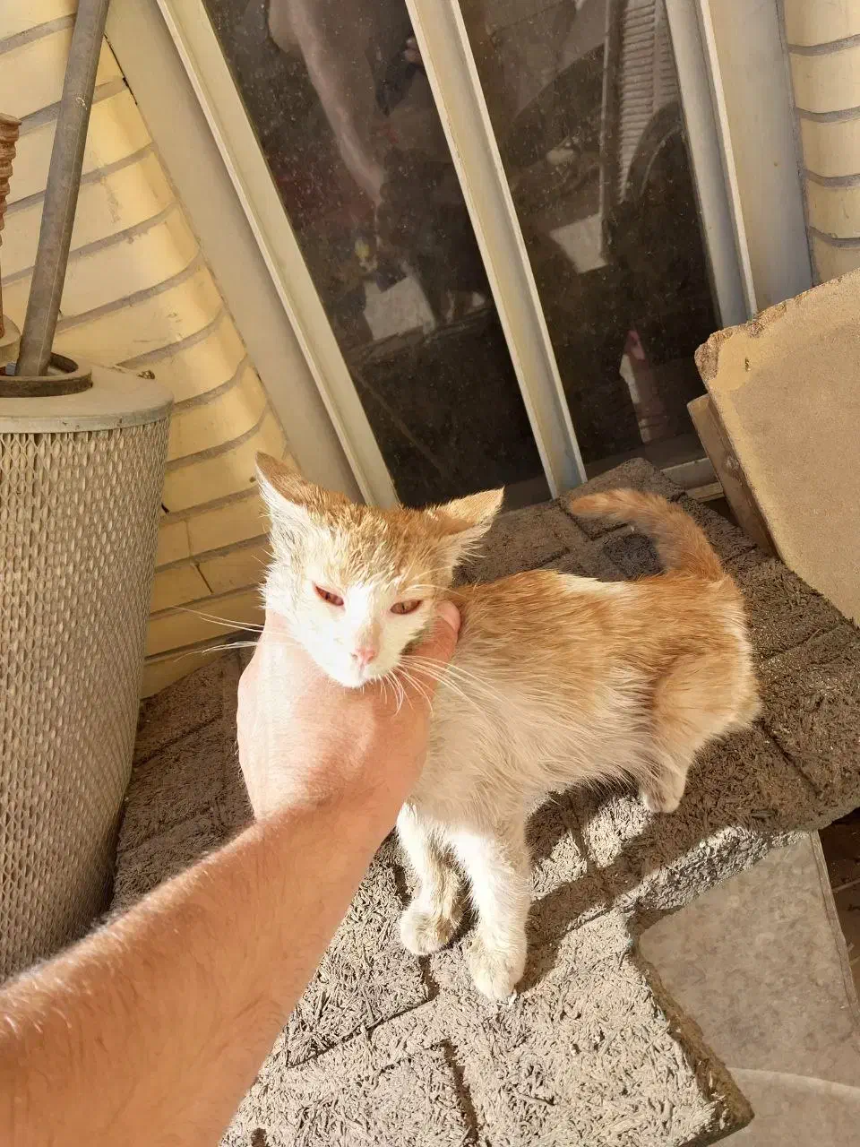 بچه گربه|گربه|سیرجان, |دیوار