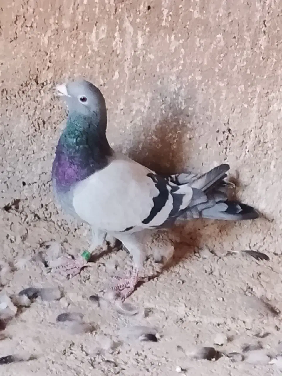 کفتر پلاکی اصل|پرنده|قرچک, قشلاق جیتو|دیوار