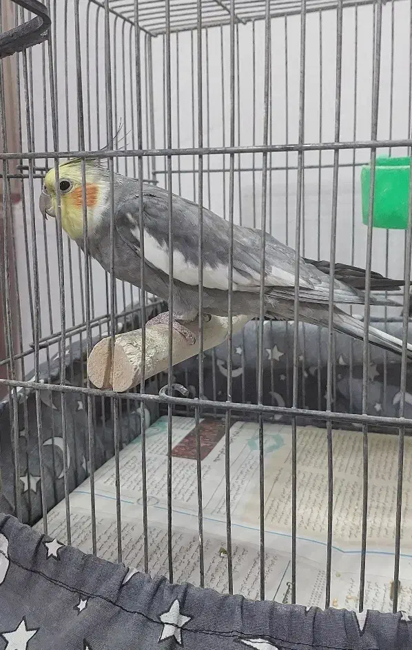 عروس هلندی سیامون نر سخنگو|پرنده|مشهد, شهید قربانی|دیوار