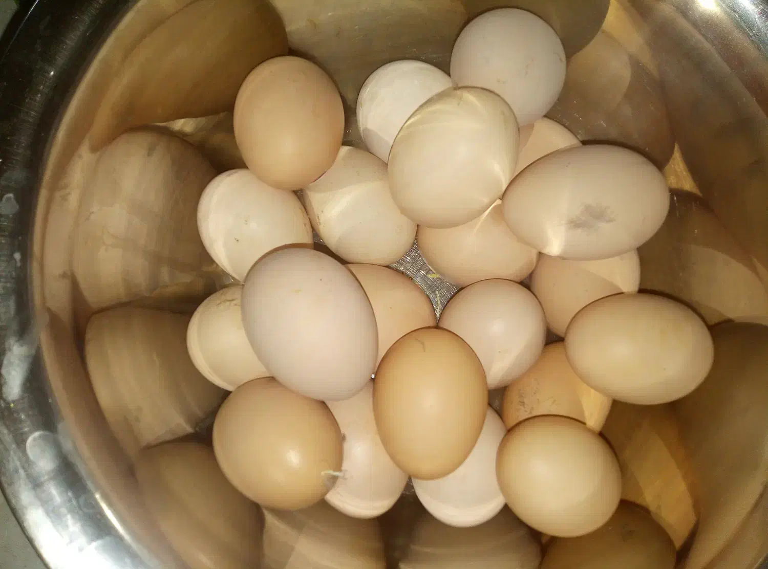 تخم مرغ محلی|خوردنی و آشامیدنی|سبزوار, امیریه|دیوار