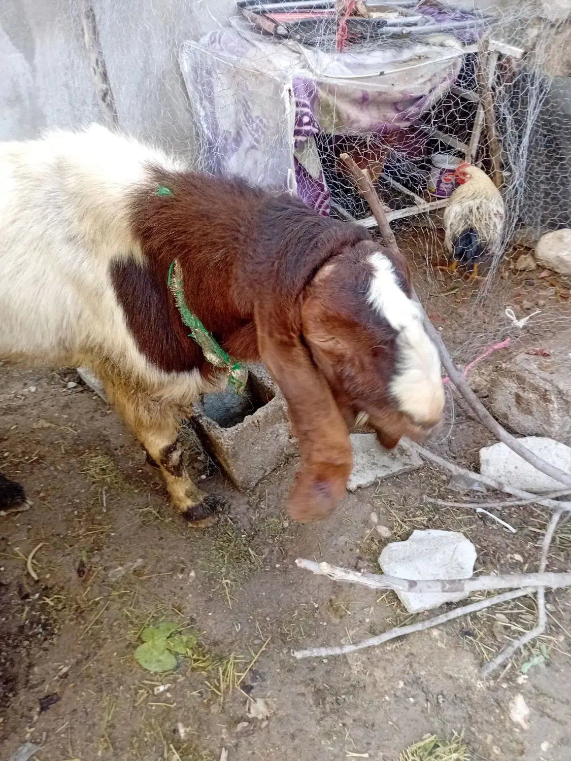 یک عددپازن گلابی ویک عددبزگلابی|حیوانات مزرعه|جم, |دیوار