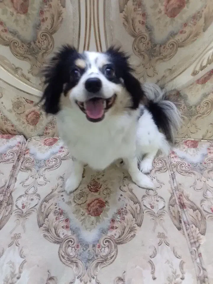 سگ شیدزو|سگ|تهران, مسعودیه|دیوار