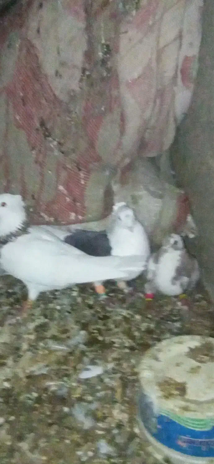 کبوتر پرشی|پرنده|بردسکن, |دیوار