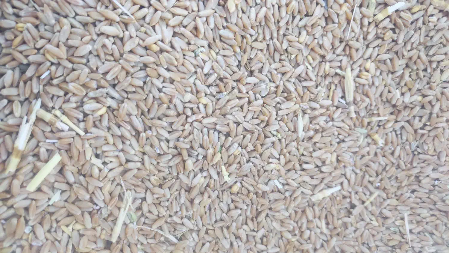 بذر گندم 400کیلو|گل و گیاه طبیعی|بانه, |دیوار