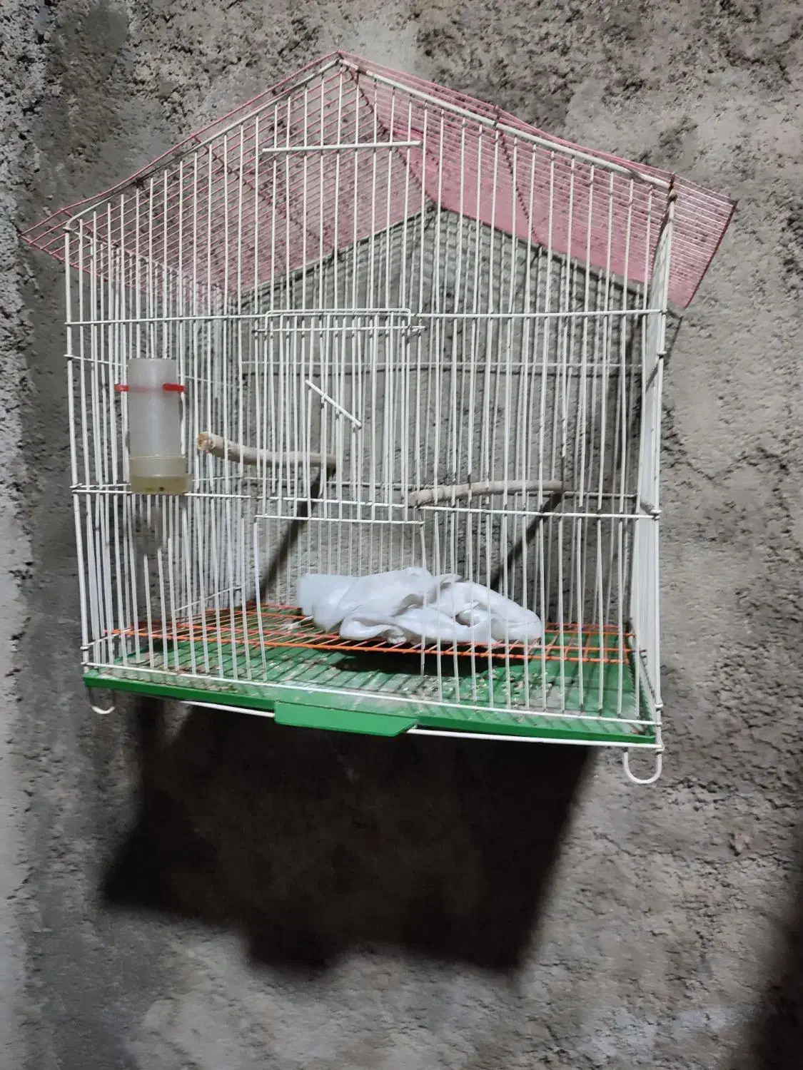 عروس هلندی لوتینو|حیوانات|ملارد, |دیوار