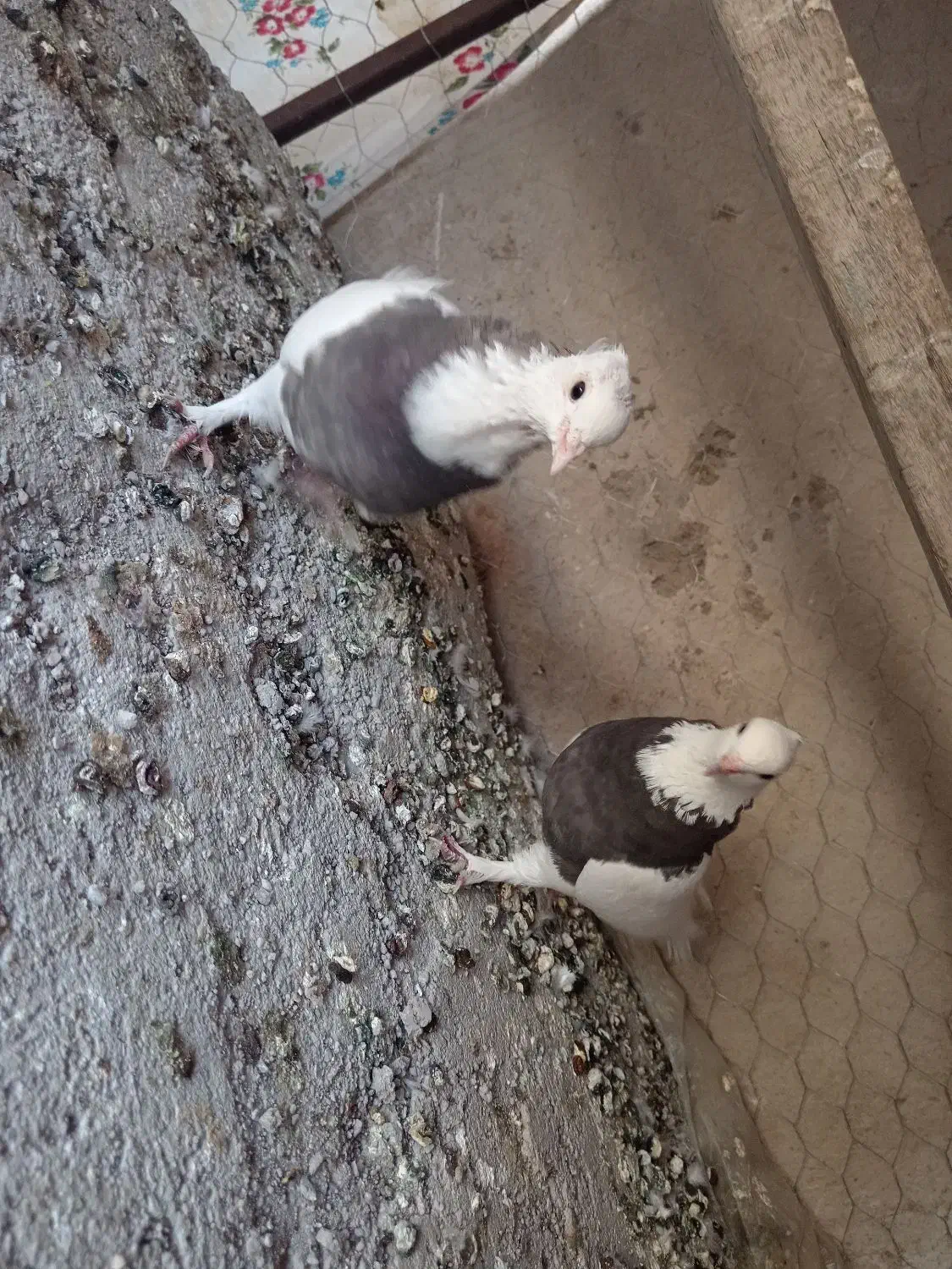 کفتر طوقی|پرنده|زرند, |دیوار