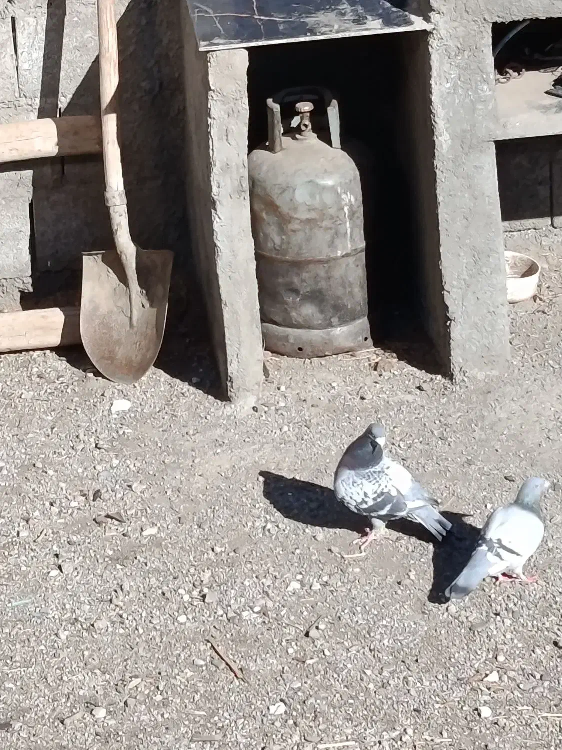 کبوتر|پرنده|جوکار, |دیوار