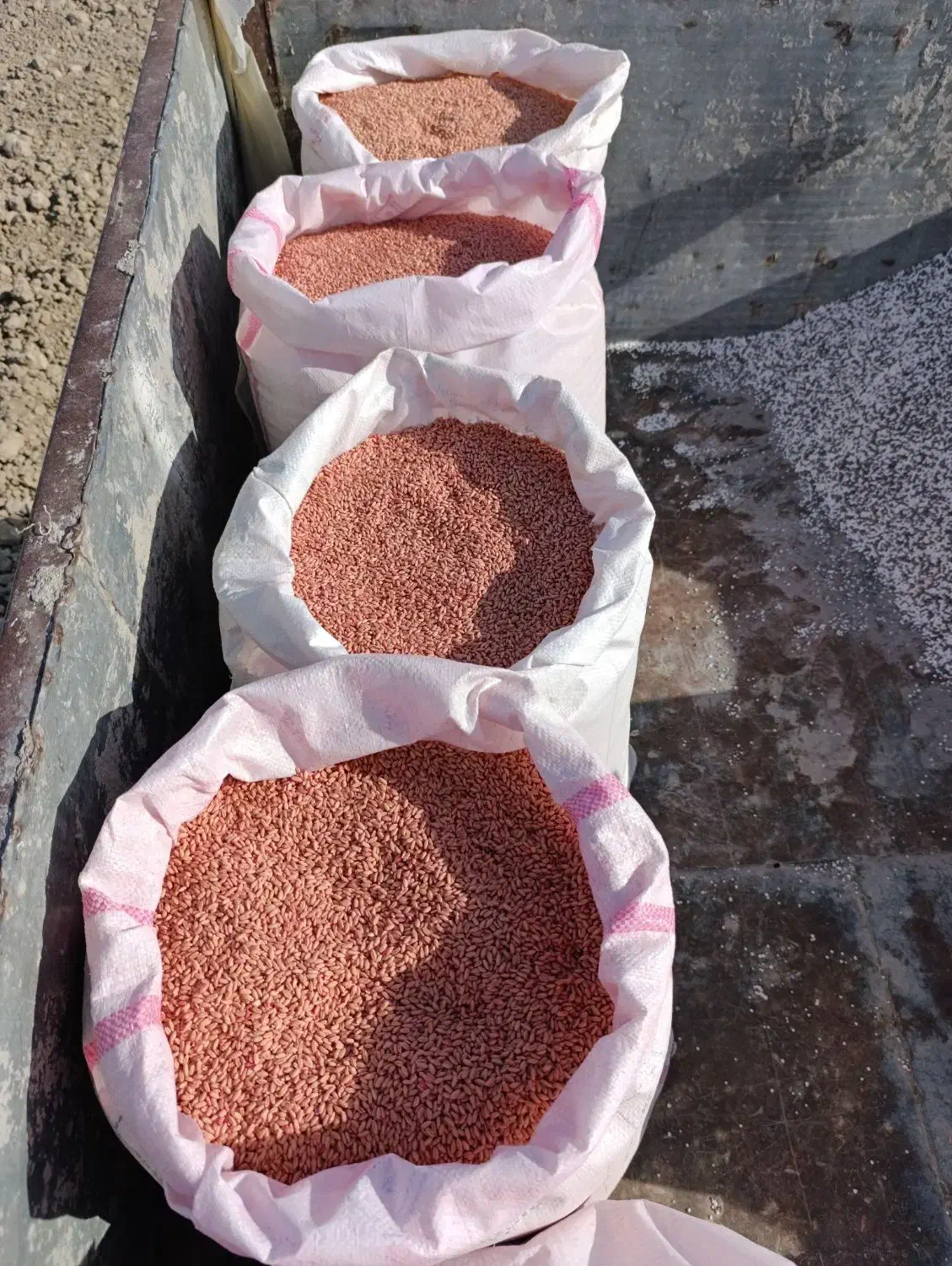 گندم بذری آذر۲|خدمات باغبانی و درختکاری|کوزران, |دیوار