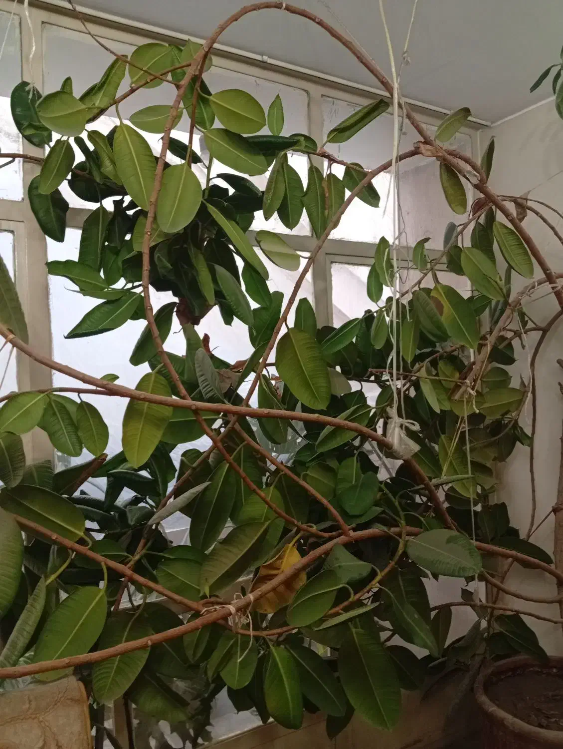 گیاه فیکوس|گل و گیاه طبیعی|کرج, برغان|دیوار