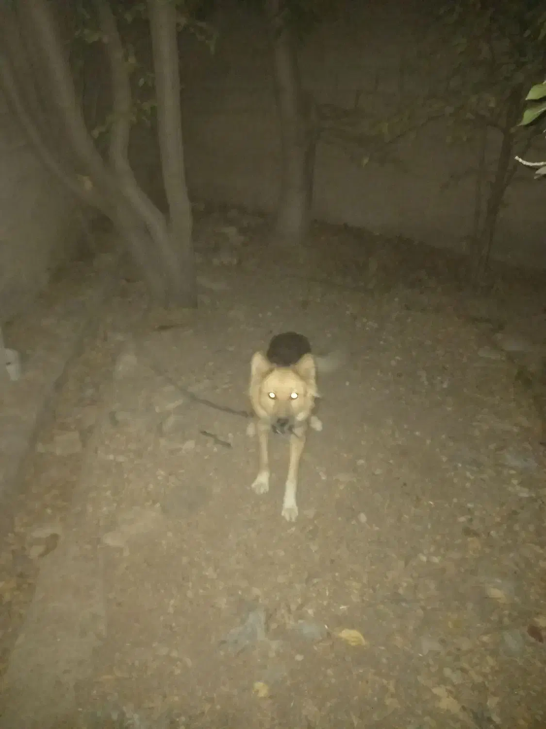 واگذاری توله ژرمن|سگ|هشتگرد, فشند|دیوار