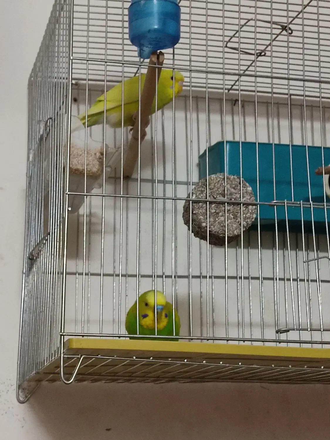 مرغ عشق|پرنده|خمینی‌شهر, |دیوار