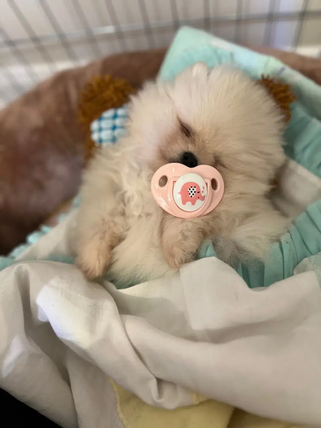 پامرین خرسی|سگ|تهران, گیشا|دیوار