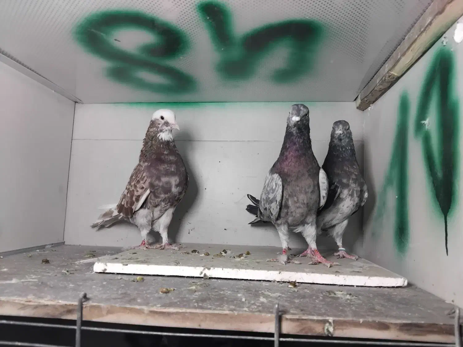 کبوترهماوسرور نر|پرنده|ری, شهرک نظامی|دیوار