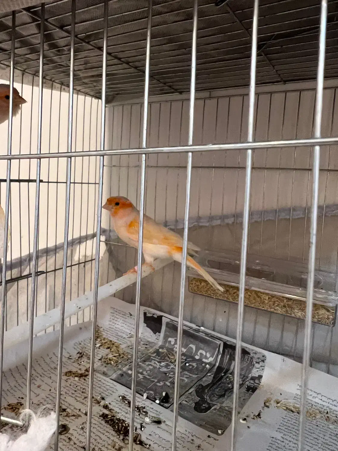 جفت موزایکی|پرنده|رشت, معلم|دیوار