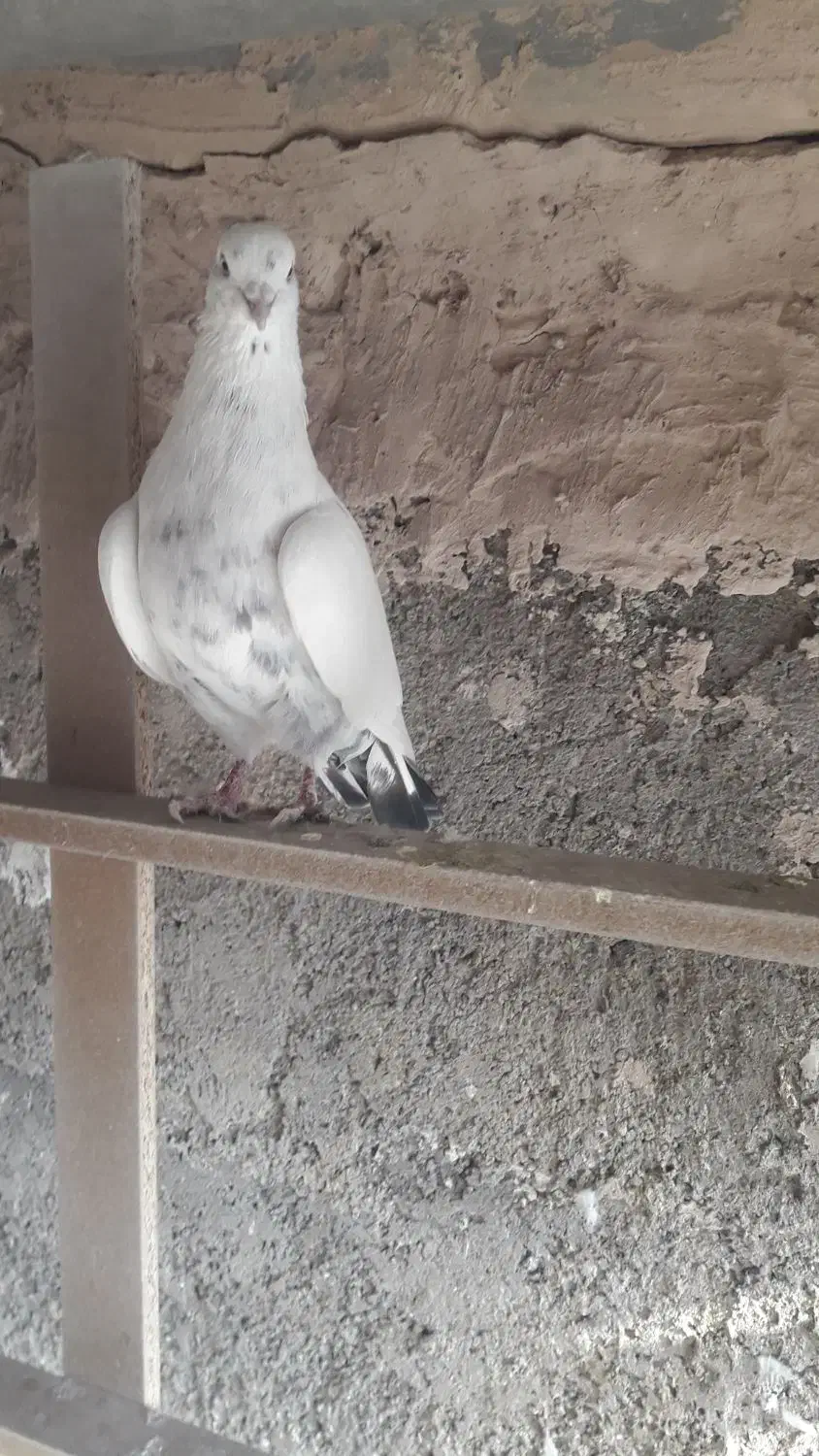 کفتر پرشی|پرنده|پاکدشت, حصار امیر|دیوار