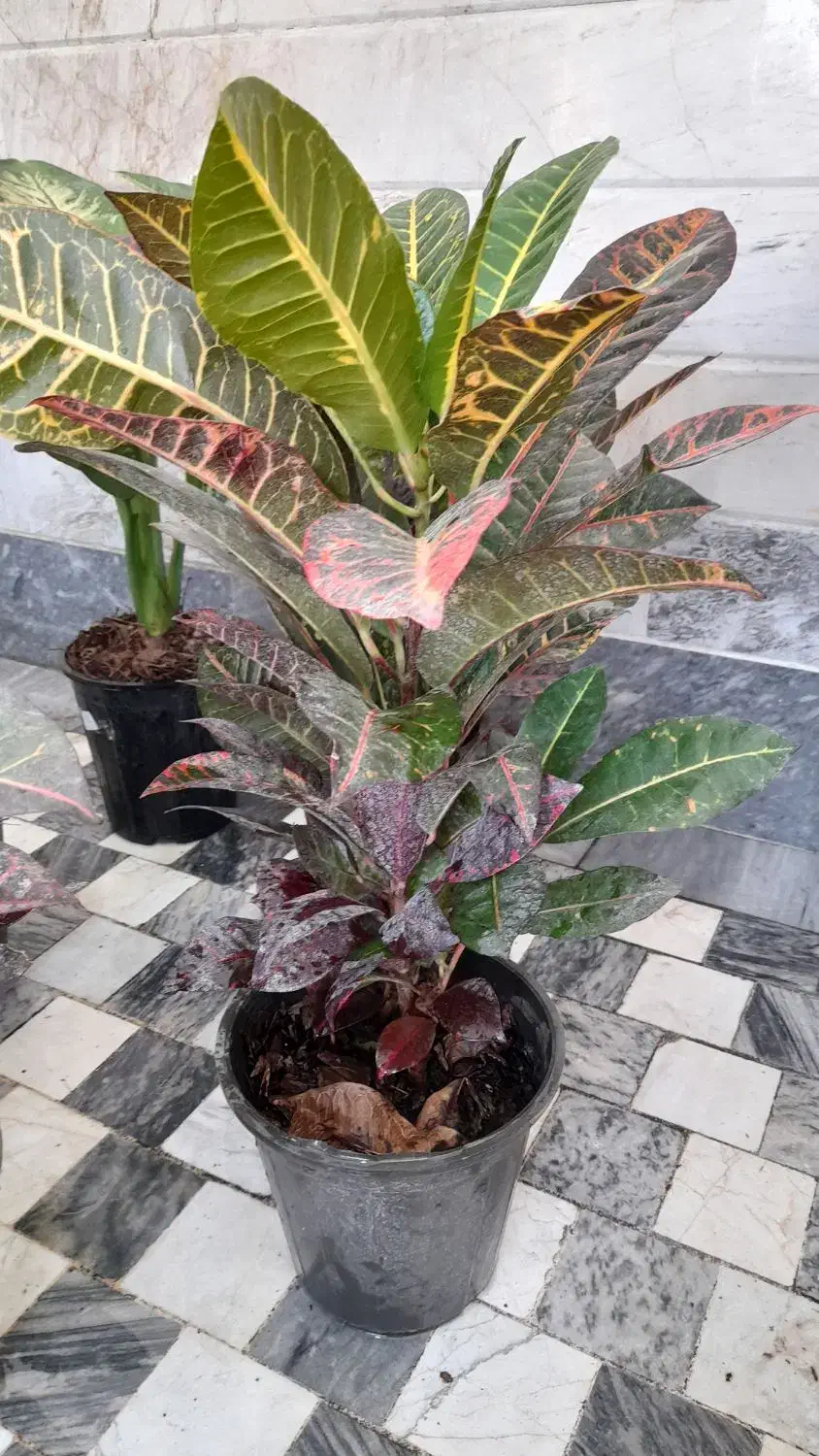 گل گیاه(گیاهان خاص و زیبا|گل و گیاه طبیعی|قم, نیروگاه|دیوار