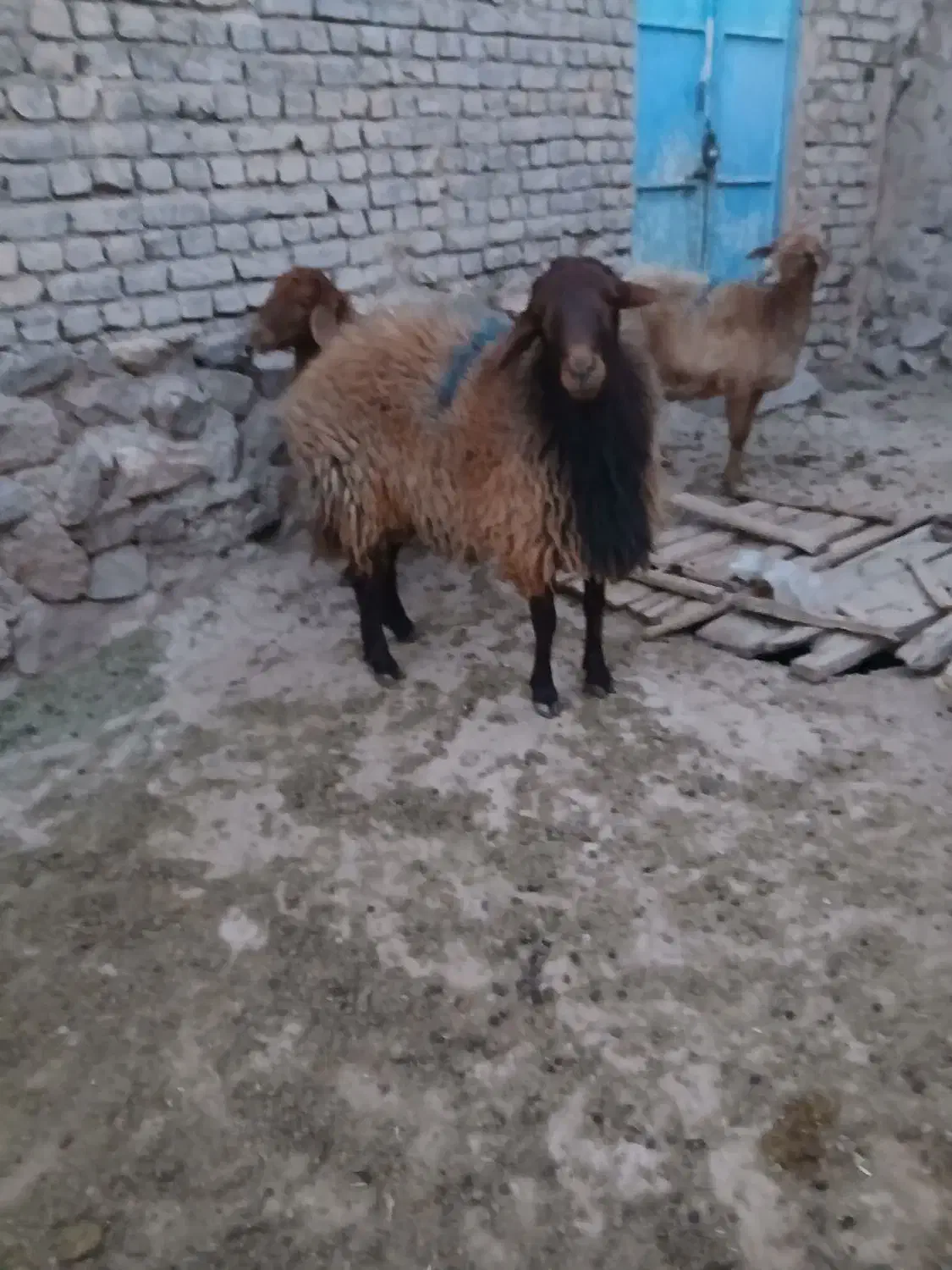 قوچ  همو فروشی|حیوانات مزرعه|سرولایت, |دیوار