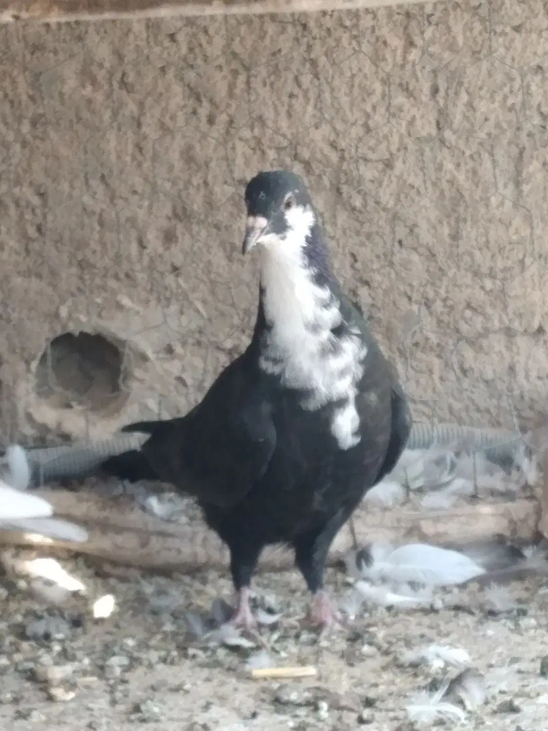 رسمی  ریش بردسیر|پرنده|کرمان, |دیوار