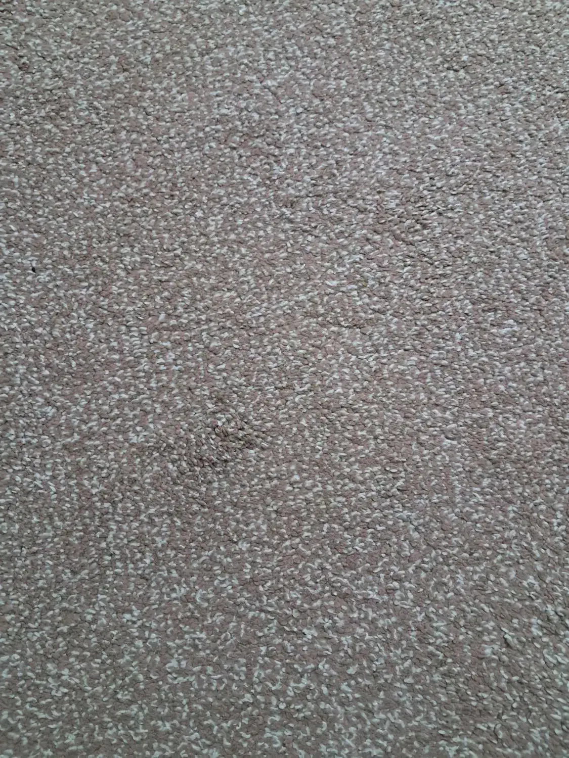 موکت|موکت|مشهد, انقلاب|دیوار