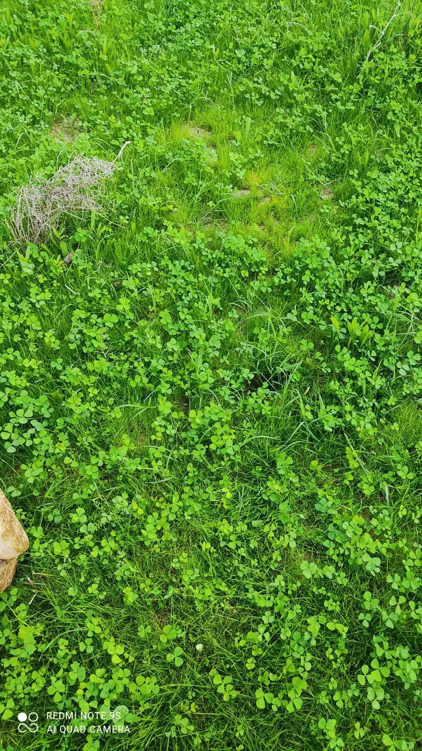 زمین دیر اولی شمالی|فروش زمین و ملک کلنگی|بندر دیر, |دیوار