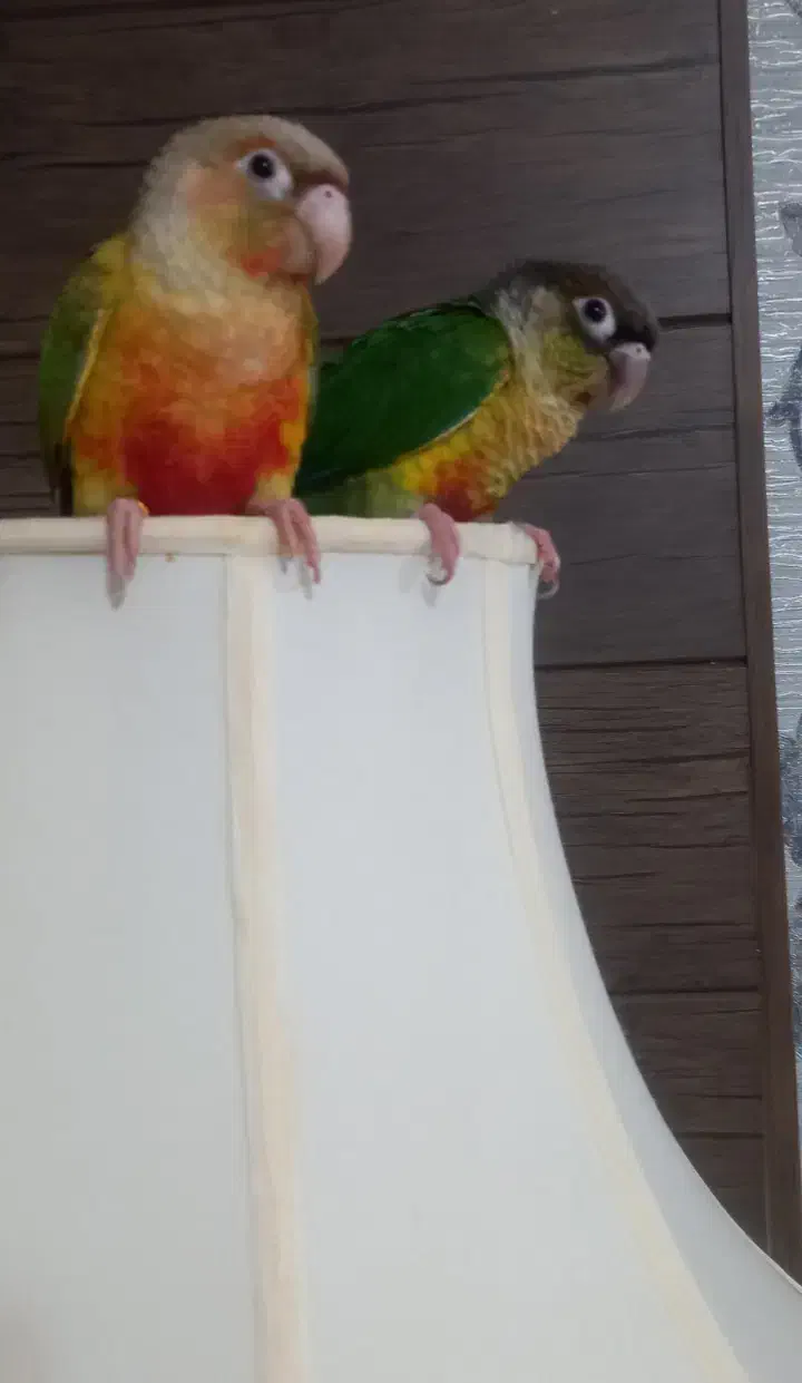 فروش دو عدد طوطی گرینچیگ|پرنده|گرمسار, |دیوار